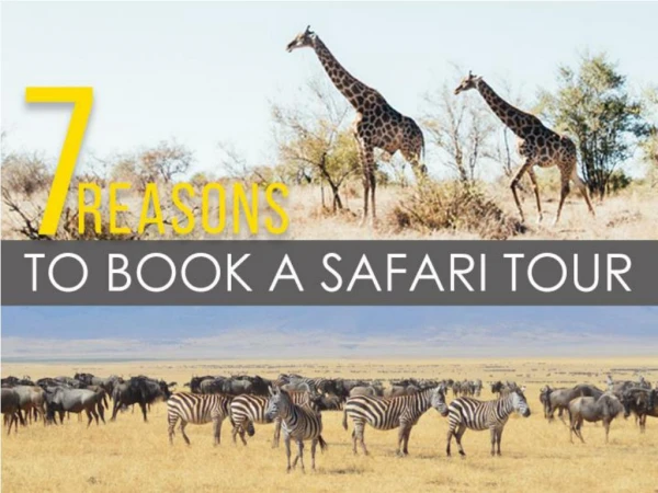 7 Reasons to Book a Safari Tour