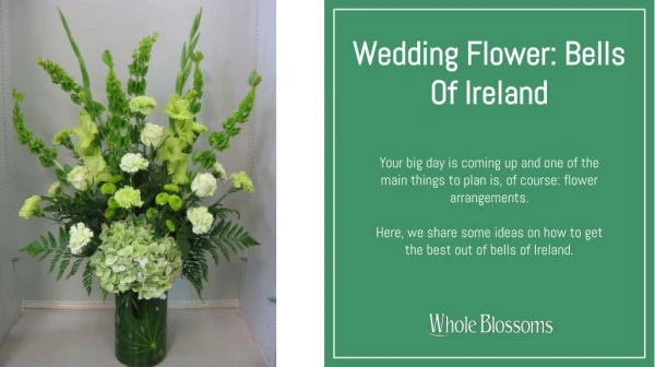 Wedding Flower: Get the Best Catchy Bells of Ireland Flowers for Unique Floral Arrangements