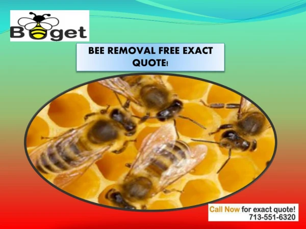 Houston Bee Removal| Budget Bee Control