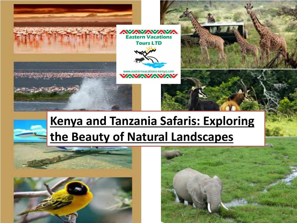 kenya and tanzania safaris exploring the beauty