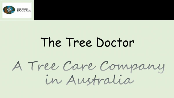 Trim a Palm Trees in Sydney | The Tree Doctor