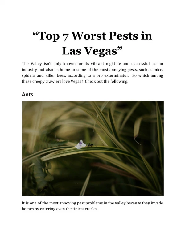 Top 7 Worst Pests in Las Vegas