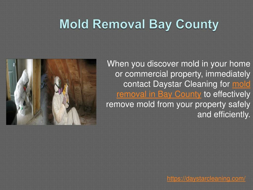 mold removal bay county