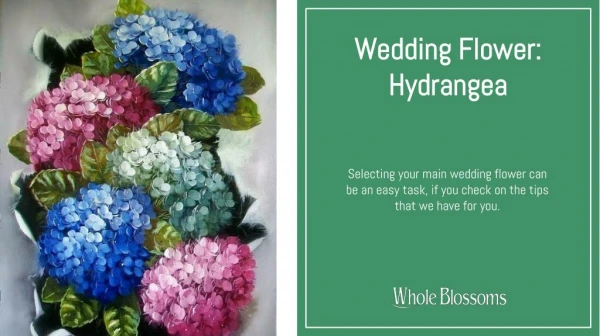 Buying the Best Hydrangea Wedding Flower for Sale