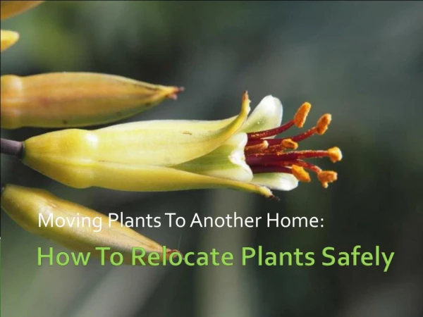The secrets of successfully moving your plants to a new location