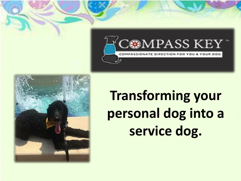 transforming your personal dog into a service dog