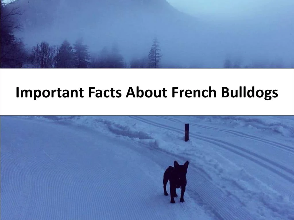 important facts about french bulldogs