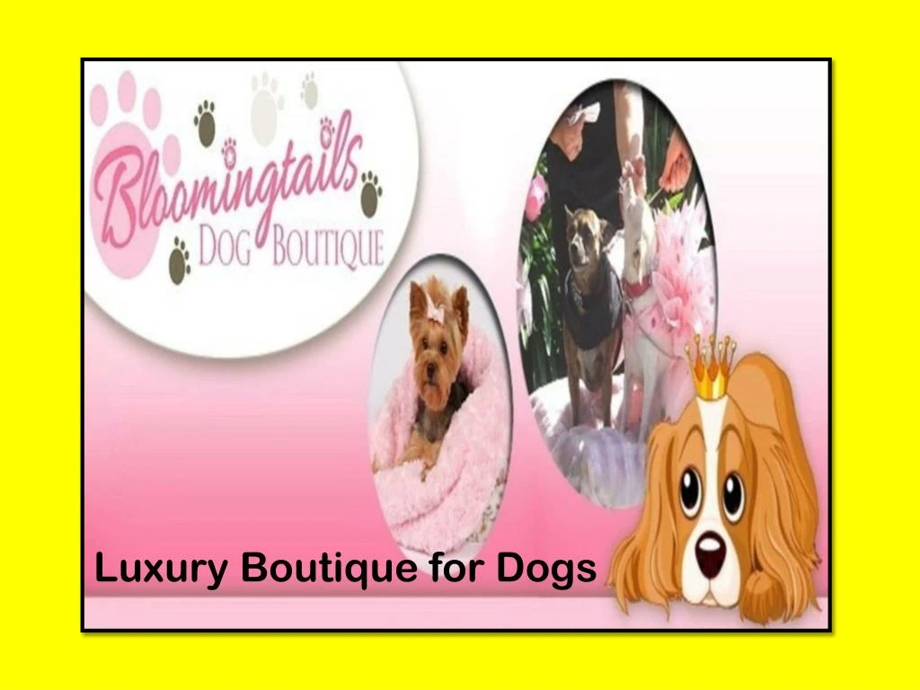 luxury boutique for dogs