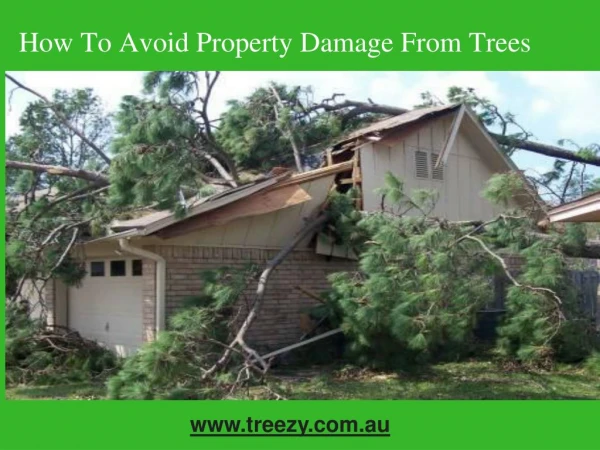 How to avoid property damage from trees