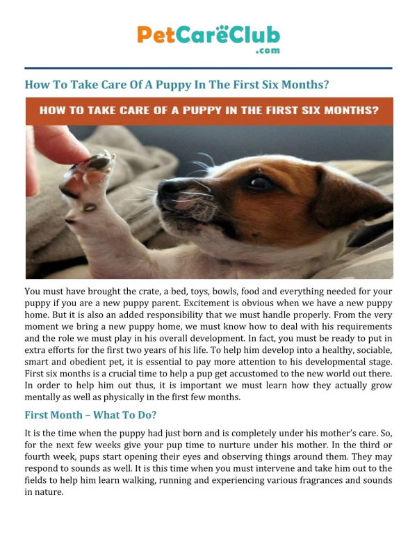 How To Take Care Of A Puppy In The First Six Months?