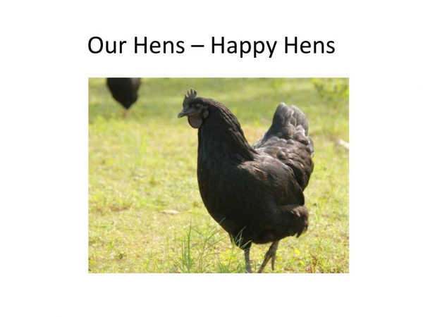 Free Range Hens | Organic Free Range Eggs | Happy Hens Farm
