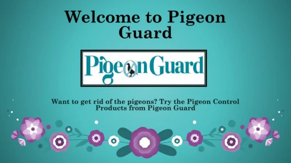 Bird Cleaning and Disinfecting- Pigeonguard.com