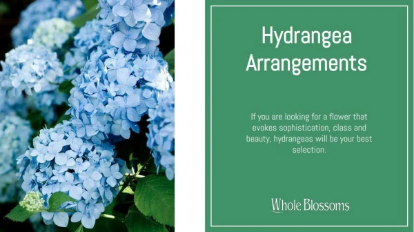 Know About the Beautiful Cheap Hydrangeas Arrangements