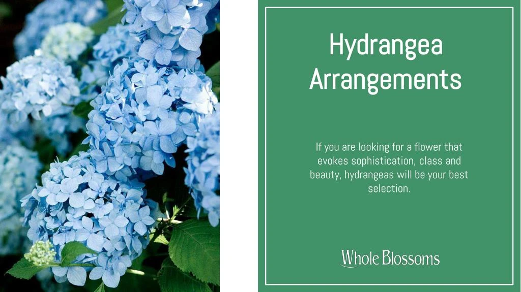 hydrangea arrangements