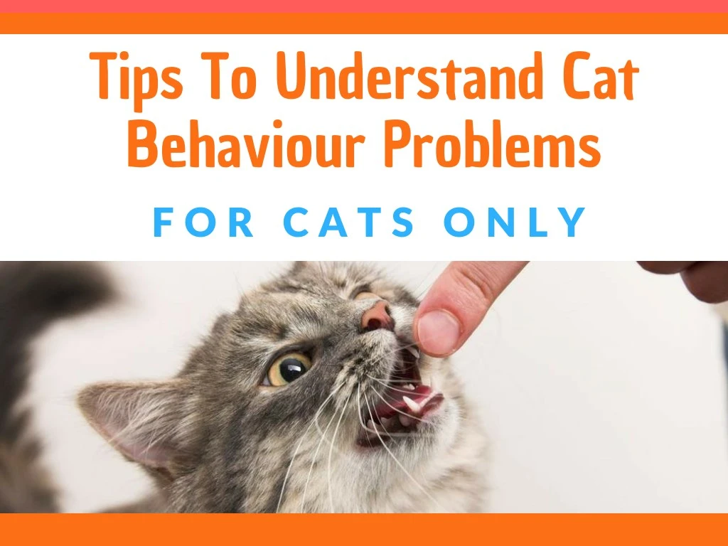 tips to understand cat behaviour problems