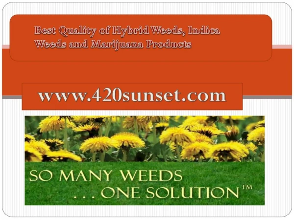 Best Weeds distributor in the USA