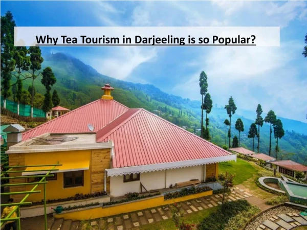 The Reason behind the Immense Popularity of Tea Tourism in Darjeeling