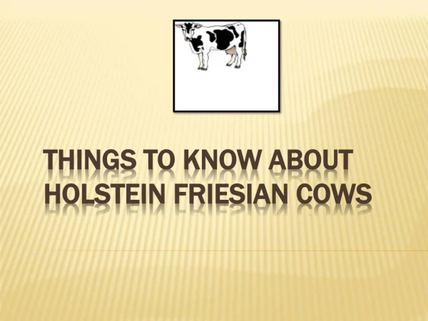 Things to know about Holstein Friesian Cows