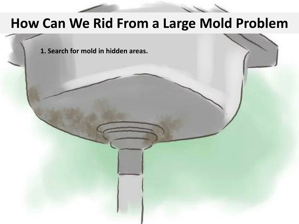 how can we rid from a large mold problem