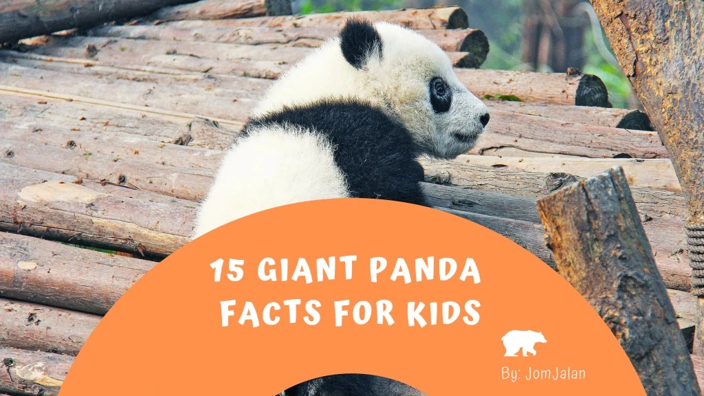 15 giant panda facts for kids