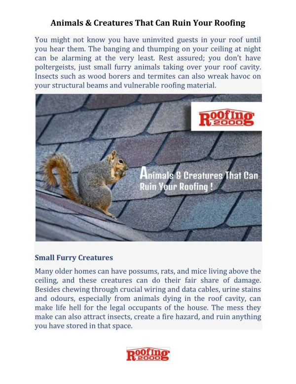 Animals That Can Damage Your Roofs | Roofing2000