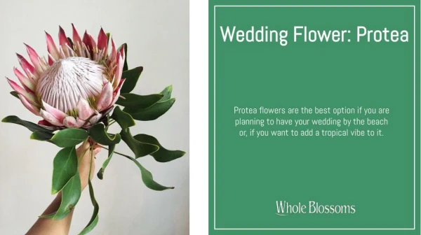 Use Protea Flower Arrangements on Your Special Day