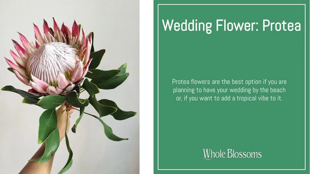wedding flower protea