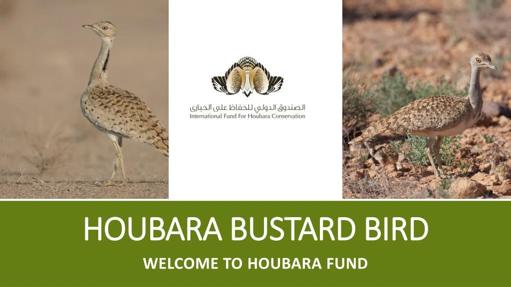 houbara bustard bird