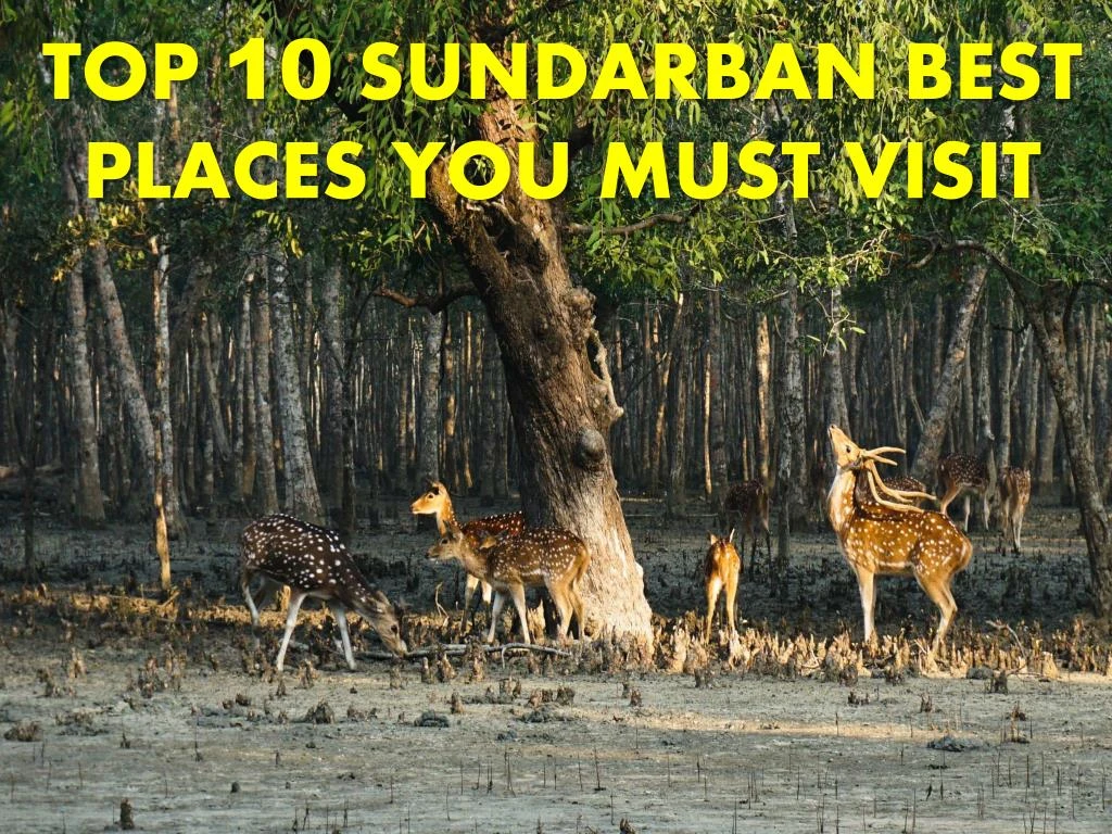 top 10 sundarban best places you must visit