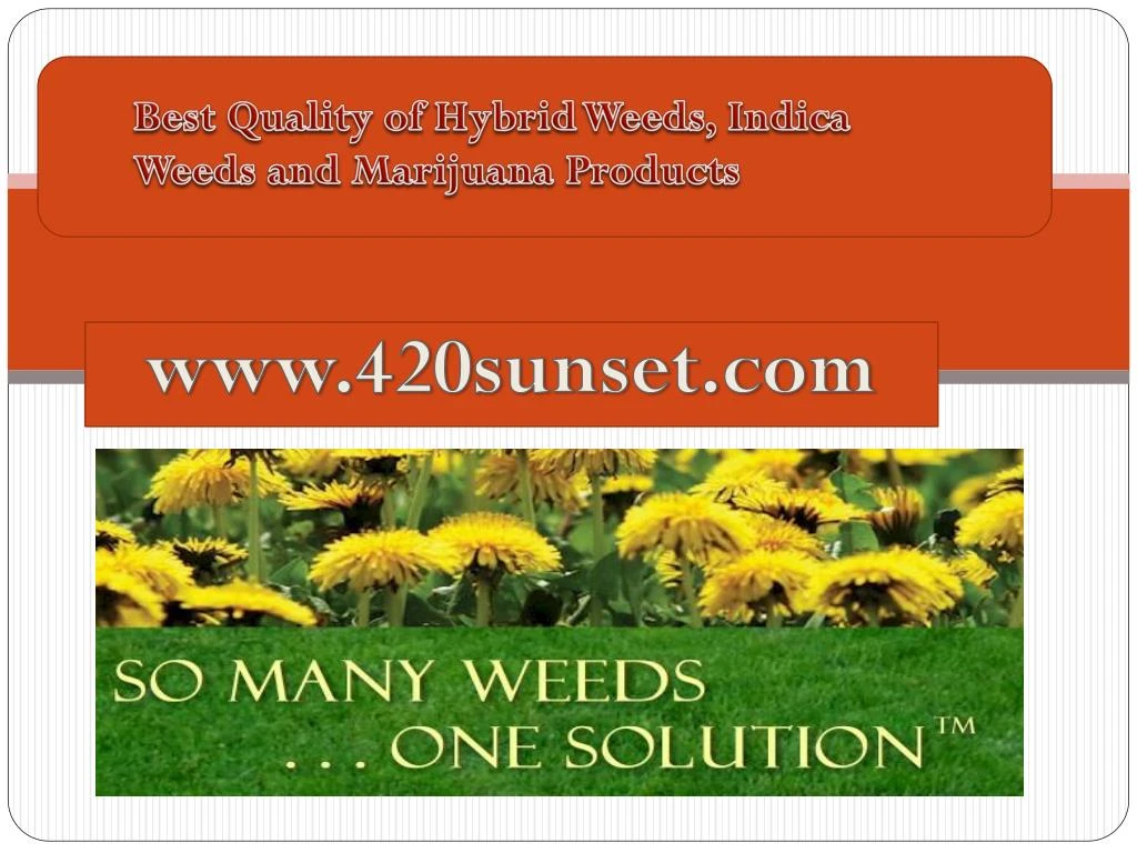 best quality of hybrid weeds indica weeds