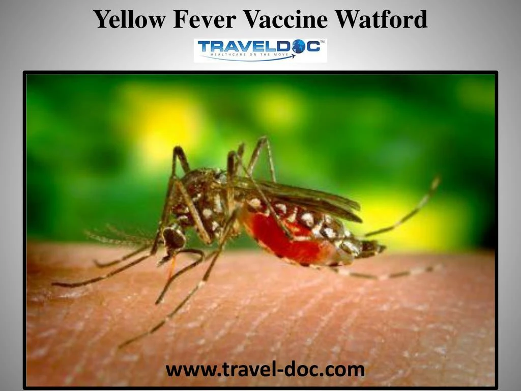 yellow fever vaccine watford