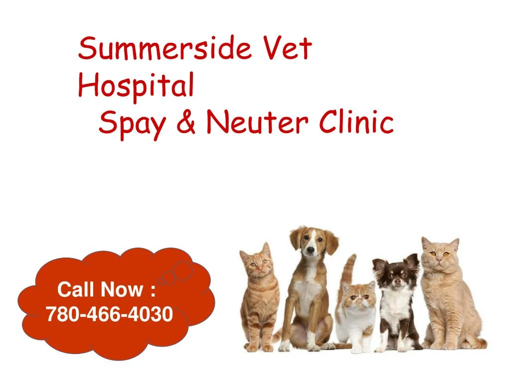 summerside vet hospital spay neuter clinic