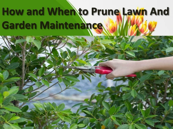 How and When to Prune Lawn And Garden Maintenance