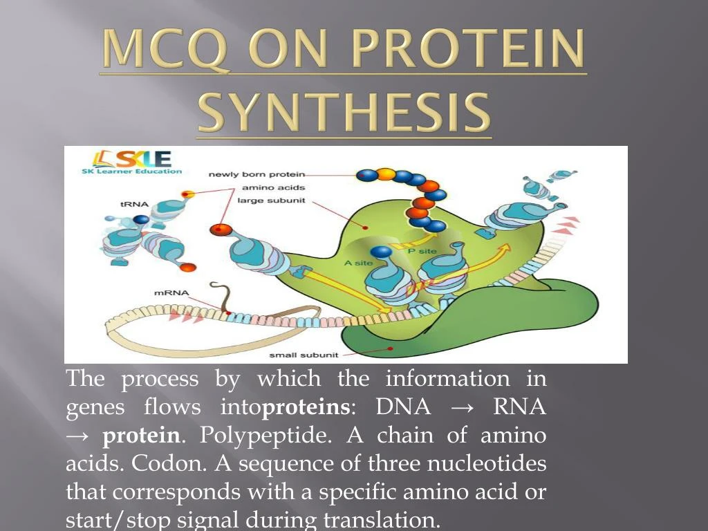 mcq on protein synthesis