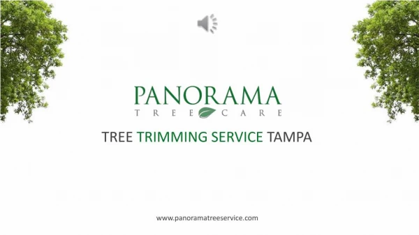Tree Trimming Service Tampa - Panorama Tree Service