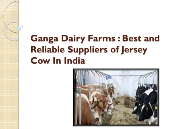 Ganga Dairy Farms: Best and Reliable Suppliers of Jersey Cow In India
