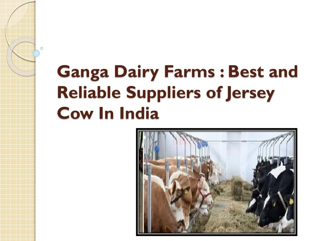 ganga dairy farms best and reliable suppliers of jersey cow in india