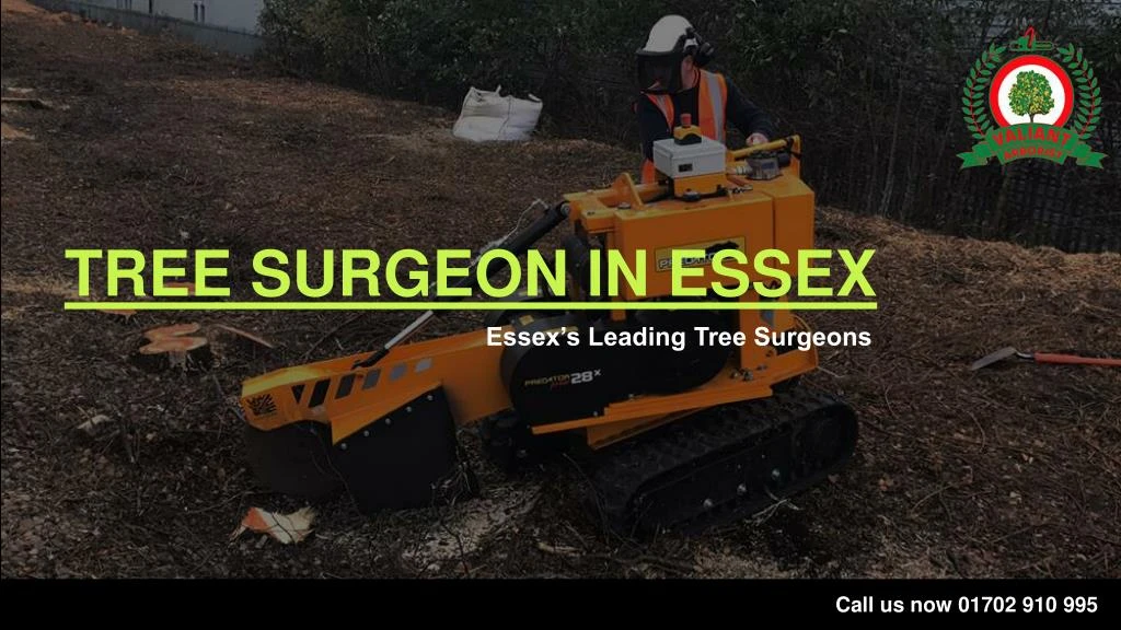 tree surgeon in essex