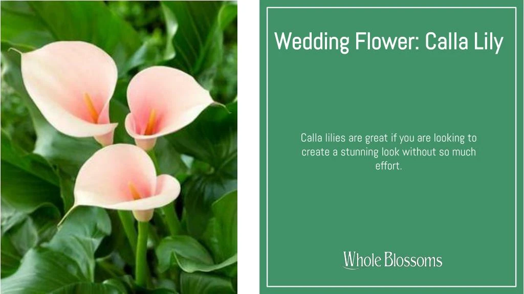 wedding flower calla lily
