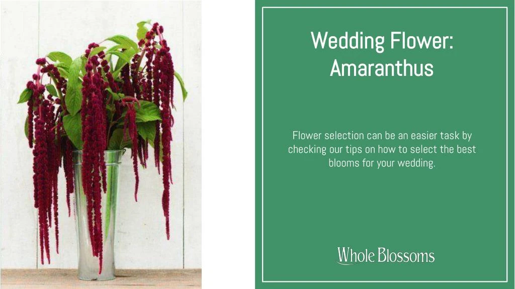 wedding flower amaranthus