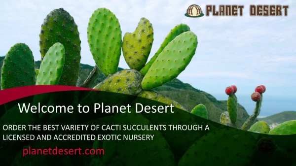 Order the Best Variety of Cacti Succulents Through a Licensed and Accredited Exotic Nursery