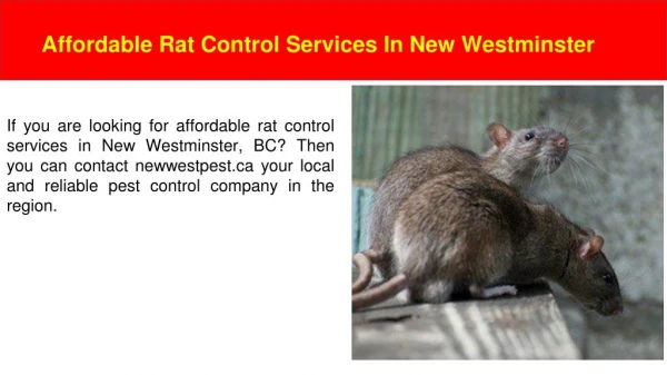 Rat Control Services New Westminster