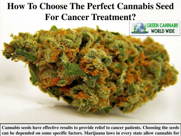 How To Choose The Perfect Cannabis Seed For Cancer Treatment