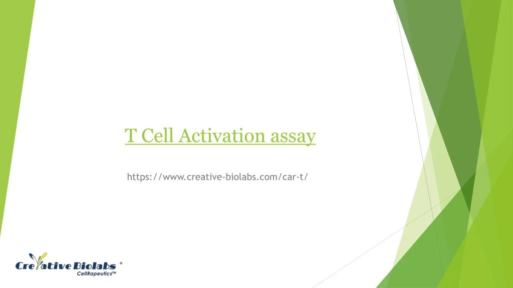 t cell activation assay