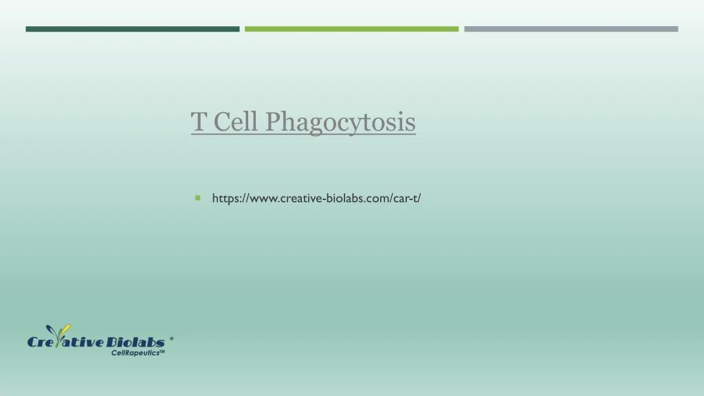 t cell phagocytosis