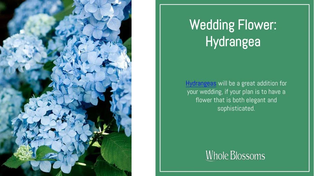 wedding flower hydrangea