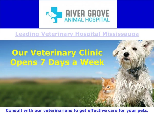 Leading Veterinary Hospital Mississauga