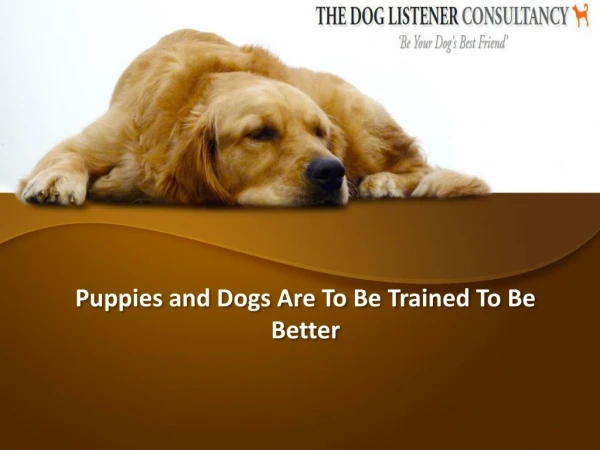 Puppies and Dogs Are To Be Trained To Be Better