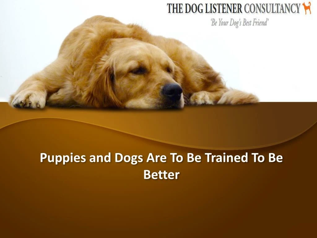 puppies and dogs are to be trained to be better