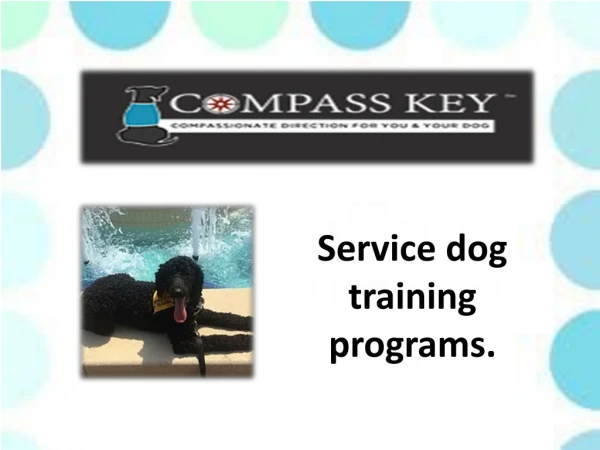 How to train your dog to be a service dog